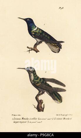 Weiß-necked Jakobiner, Florisuga mellivora und grau-breasted sabrewing, Campylopterus largipennis. Papierkörbe Lithographie von Th. Lejeune die kompletten Werke von Buffon, Oeuvres vervollständigt de Buffon, Brüssel, 1837. Stockfoto