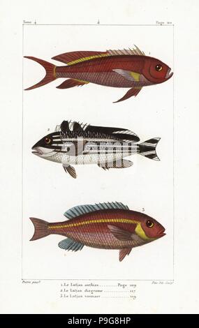 Schwalbenschwanz Seaperch, Anthias Anthias gestreiften Süßlippen, Plectorhinchus Diagrammus und Whitecheek Monocle Brachsen, Scolopsis Vosmeri. Handkoloriert Kupferstich von Plee Jr. nach einer Illustration von Jean-Gabriel Pretre von Bernard Germain de Lacepede Natural History ovipar Vierbeiner, Schlangen, Fische und Wale und Delfine, Eymery, Paris, 1825. Stockfoto