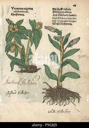 Grüne Nieswurz, Helleborus viridis und falsche Waldvöglein, Veratrum album. Papierkörbe Holzschnitt Gravur einer botanischen Abbildung von Adam Lonicer Krauterbuch's, oder Pflanzliche, Frankfurt, 1557. Dieses von einem 17. Jahrhundert pirate Edition oder Atlas von Abbildungen nur mit Untertiteln in Latein, Griechisch, Französisch, Italienisch, Deutsch und Englisch Manuskript. Stockfoto