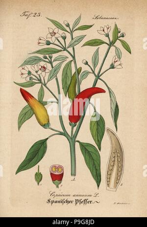 Chili, Capsicum annuum. Papierkörbe Kupferstich von Dr. Willibald Artus' Hand-Atlas sammtlicher mediinisch-Pharmaceutischer Gewachse, (Handbuch der alle medizinisch-pharmazeutischen Anlagen), Jena, 1876. Stockfoto
