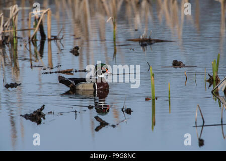 Holz Ente, männlich, (Aix sponsa) Schwimmen in Cattail Marsh, E USA Stockfoto