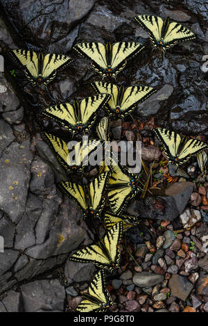 E. Tiger Swallowtail Schmetterlinge (Papilio glaucus) Trinkwasser, Minnesota, USA, von Bruce Montagne/Dembinsky Foto Assoc Stockfoto