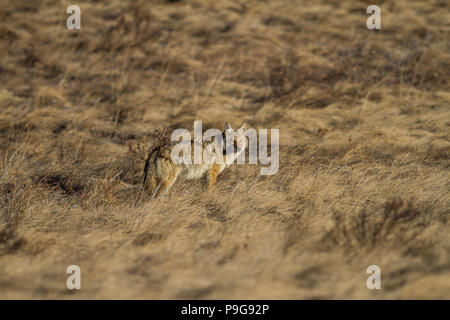 Kojote (Canis yogiebeer) in das Feld ein. Ghost Lake, Alberta, Kanada Stockfoto