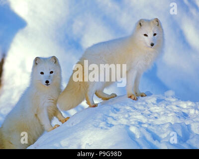 Ein Paar Polarfüchse (Vulpes lagopus) stehen zusammen auf einem verschneiten Hügel, wachsam Stockfoto