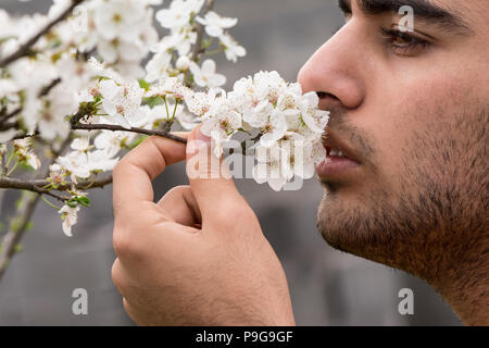 Junger Mann genießen ab Frühjahr Zeit Pflaumenbaum knospen Geruch, Nahaufnahme portrait. Stockfoto