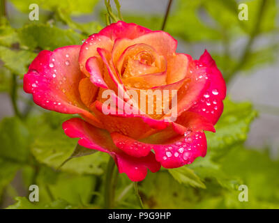 Rote Rose mit Regen fällt auf grüne Blätter Hintergrund Stockfoto