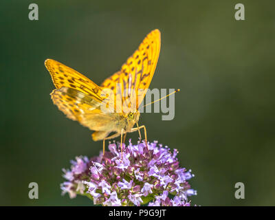 Silber - gewaschen fritillary (Ceriagrion tenellum) ist ein gemeinsamer und variabler Schmetterling gefunden über viel von der Paläarktis. Auf Blume des Oregano gehockt Stockfoto