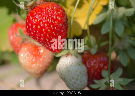 Bündel von organischen, selbst angebauten Erdbeeren im Garten Stockfoto