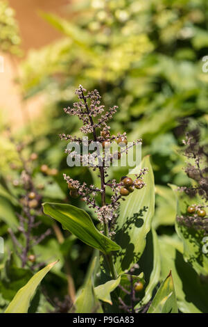 Die falsche Dichtung Salomo, Vipprams (Maianthemum racemosum) Stockfoto