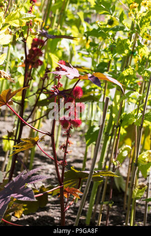 "Impala", Ricin Rizinus (Ricinus communis) Stockfoto