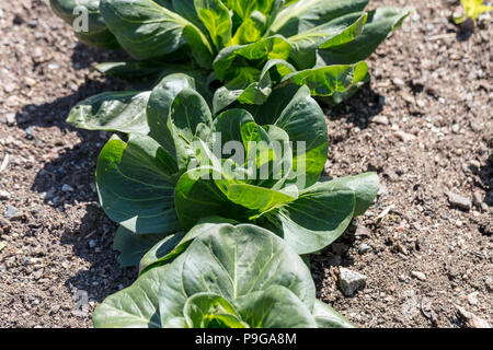 "Knolle Verde", Sallatscikoria Wegwarte (Cichorium intybus) Stockfoto