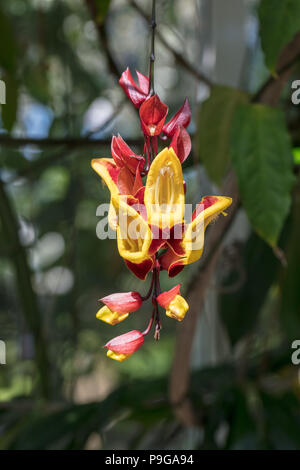 Mysore Clock Weinstock, Praktthunbergia (Thunbergia mysorensis) Stockfoto