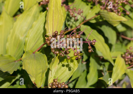 Die falsche Dichtung Salomo, Vipprams (Maianthemum racemosum) Stockfoto