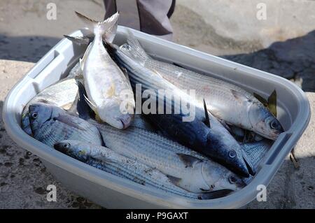 Eine Kiste voller frisch gefangenen Fisch Stockfoto