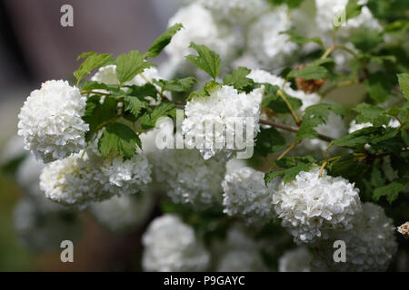 Viburnum opulus Sterilis oder Gefüllte Schneeball - Rose auf blured Hintergrund Stockfoto