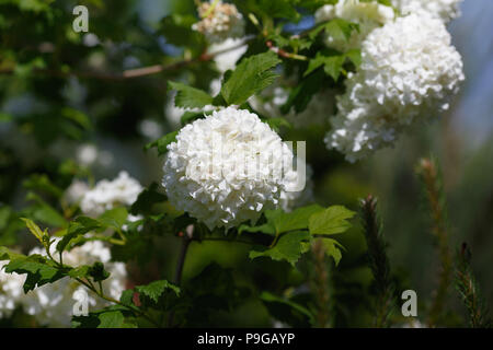 Viburnum opulus Sterilis oder Gefüllte Schneeball - Rose auf blured Hintergrund Stockfoto