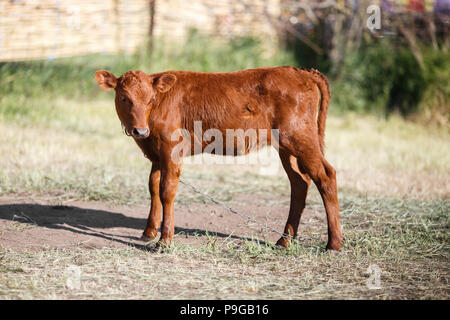 Kleine braune Kalb an der Kette in die Kamera schaut. Kuh Kind Stockfoto