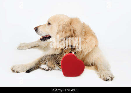 Reizenden hund Golden Retriever und niedlichen kleinen Scottish Fold Kitten mit Herzform Box zur Festlegung auf weißem Hintergrund. Valentinstag, Liebe, Romantik, Stockfoto