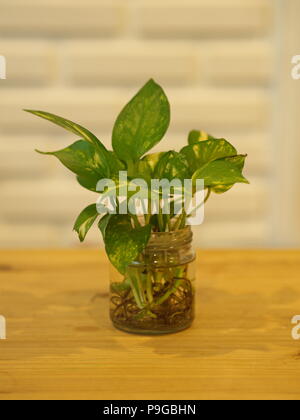 Die Pothos mit einem natürlichen Licht am Morgen Sommer Tag mit weissen Mauer Hintergrund Stockfoto