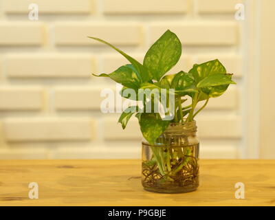 Die Pothos mit einem natürlichen Licht am Morgen Sommer Tag mit weissen Mauer Hintergrund Stockfoto