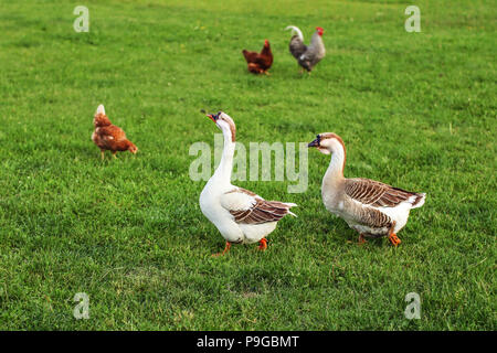 Paar Gänse, Wandern auf Green Farm Gras, mit Hennen im Hintergrund. Stockfoto