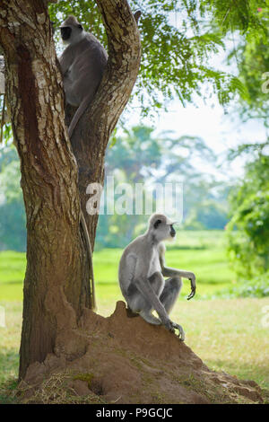 Zwei makaken oder Familie von Baum Affen in der Wildnis Stockfoto