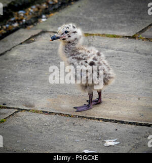 Eine Silbermöwe Larus argentatus Küken anscheinend unverletzt, aber aus dem Nest auf dem Bürgersteig gefallen Stockfoto