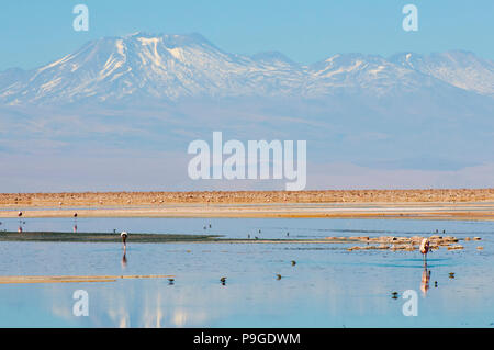 Chaxa Lagune - Chile Stockfoto