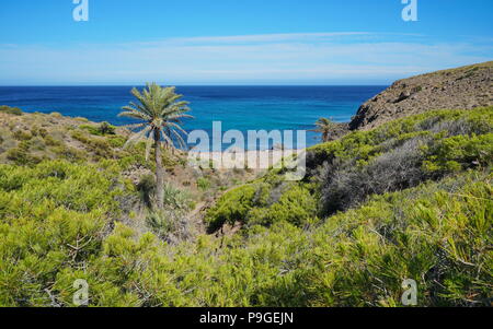 Einsame Bucht mit Palme im Cabo de Gata-Níjar Naturparks, Cala de Los Toros in der Nähe von La Isleta del Moro, Mittelmeer, Andalusien, Spanien Stockfoto