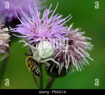 Weibliche Crab Spider - Misumena vatia auf Creeping Thistle - Cirsium arvense mit Hoverfly Beute - Eristalis sp Stockfoto