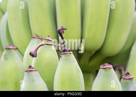 Banane, Roh Banane gegessen als leckeres Gemüse. Stockfoto