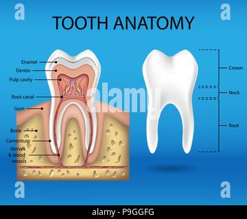 Zahn Anatomie Infografiken. Realistische weiße Zahn Mockup. Dental Health Concept. Medizinische Banner oder Poster Vector Illustration Stock Vektor