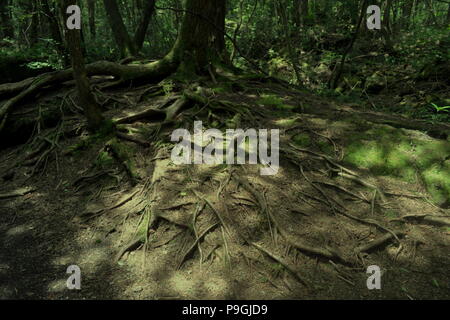 Dichte Bäume im Wald Aokigahara Stockfoto