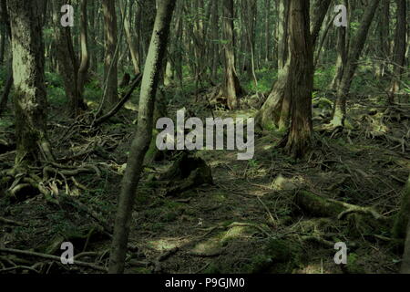 Dichte Bäume im Wald Aokigahara Stockfoto