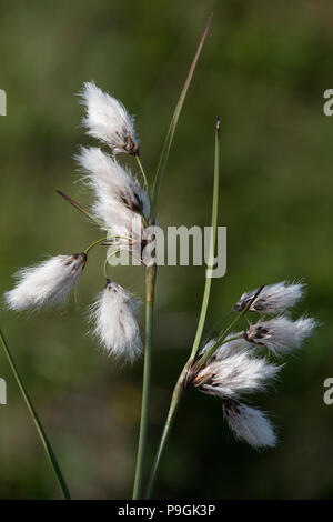 Gemeinsame Wollgras (Eriophorum angustifolium) Blütenstand Stockfoto