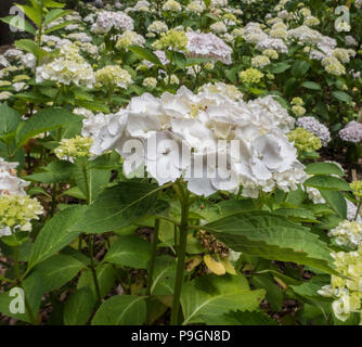 Weiß lacecap Hydrangea Macrophylla Lanarth White Stockfoto