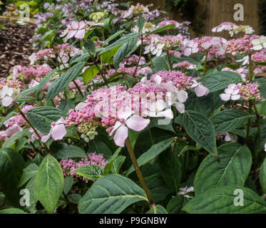 Lacecap Hydrangea macrophylla Mariessi Perfecta, normalerweise blau, aber hier in Rosa wegen Boden Alkalinität. Stockfoto