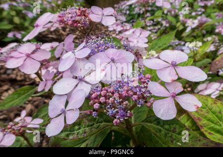 Lacecap Hydrangea macrophylla Mariessi Perfecta, normalerweise blau, aber hier in Rosa wegen Boden Alkalinität. Stockfoto