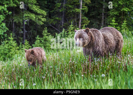 Grizzly Bär Mutter und Cub (Ursus arctos Horribilis) Mutter und cub Fütterung in einem Berg Wiese. Kananaskis, Alberta, Kanada Stockfoto