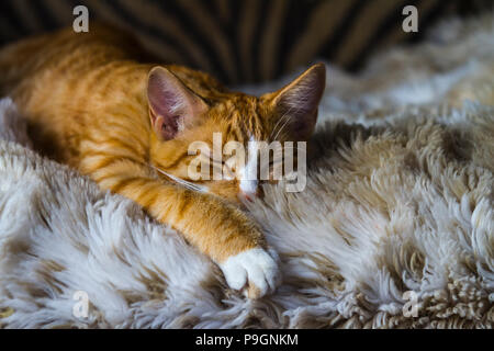 Ziemlich Tabby kitten, schlafen auf Stuhl, geschlossen Stockfoto