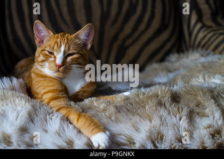 Ziemlich Tabby kitten, schlafen auf Stuhl, aus der Nähe. Stockfoto