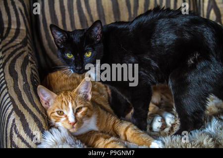 Paar Kätzchen, Tabby und Calico, sitzen auf den Stuhl zusammen, schlafen. Stockfoto