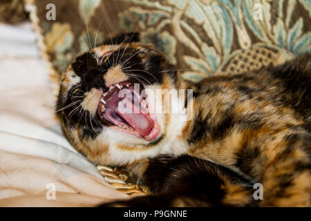 Ziemlich Calico Kätzchen, Gähnen, als er sich auf das Bett legt. Weit geöffneten Mund Stockfoto