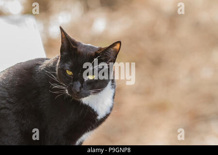 Schwarze und weiße Katze draußen in der Natur Stockfoto