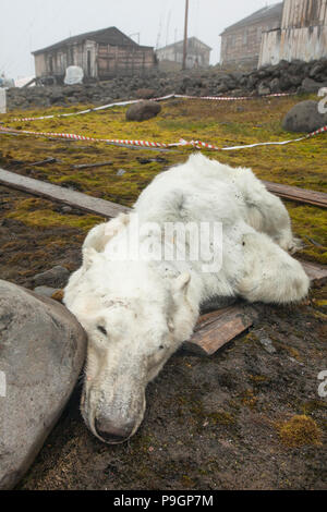 Verhungert Eisbär am Russischen Forschungsstation, Franz Josef Land Stockfoto