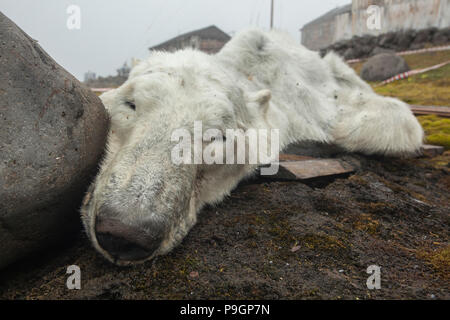 Polar Bear, Klimawandel, Russische Forschungsstation verhungert, Franz Josef Land Stockfoto