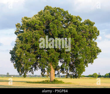 Eine bur Eiche (Quercus macrocarpa) allein in einem Feld bei Sonnenuntergang Stockfoto