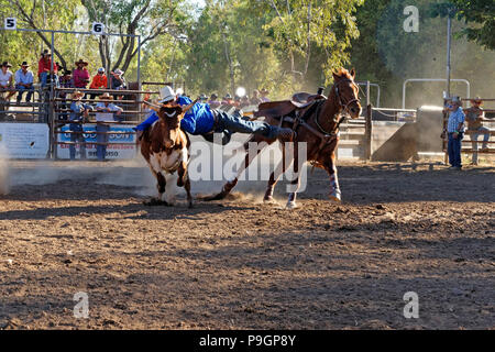 Cowboy sprang vom Pferd zu bringen eine Lenkung bei der Fitzroy Crossing rodeo Show zu Boden, Fitzroy Crossing, Kimberley, Nordwesten Australien Stockfoto