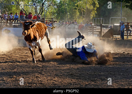 Cowboy fällt zu Boden nach Bekämpfung eines Steer, Fitzroy Crossing, Kimberley, Nordwesten Australien Stockfoto