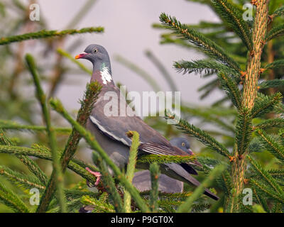 Holz Tauben Columba palumbus Männlich und Weiblich Stockfoto